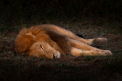 Male African Lion Sleeping Peacefully in Low Light