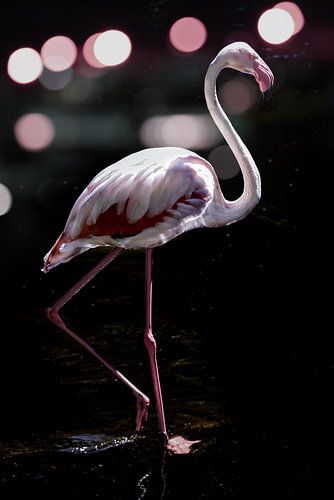 Elegante Flamingo