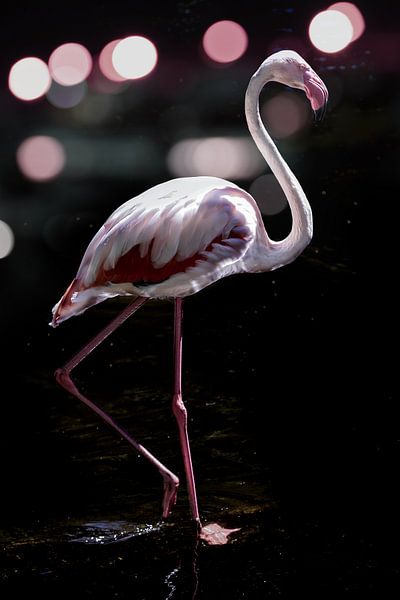 Elegant Flamingo by Shot by Clint