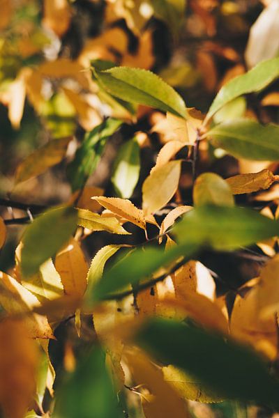 Green and yellow autumn leaves on the tree by AIM52 Shop