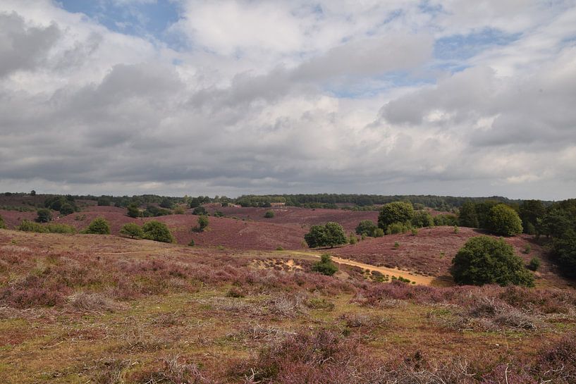 Blühende Heide-Landschaft der Posbank bei Rheden mit violetter Heide von Robin Verhoef