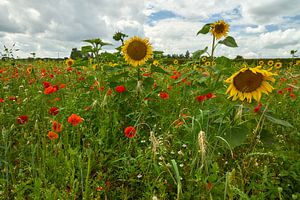 Fleurs sauvages