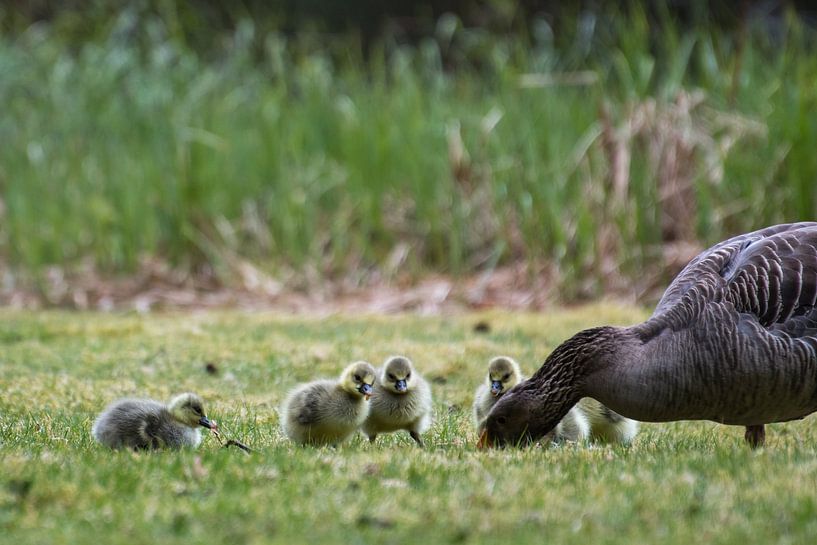 Goose with young by Diantha Risiglione