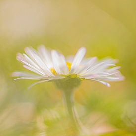 Daisies in the grass by Yolanda Wals