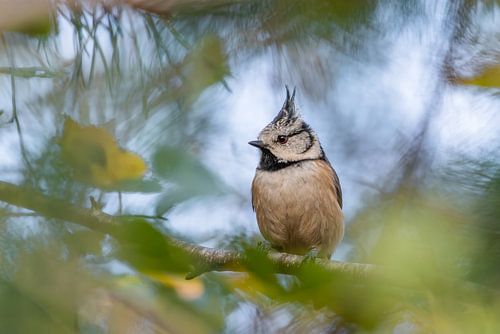 Crested tit in the light