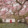 Magnolia dans le jardin du presbytère : idylle printanière dans une ambiance rurale - Photographie de jardin sur Glenn Vanderbeke