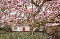 Magnolia in Parsonage Garden: Spring idyll in Rural Ambience - Garden Photography