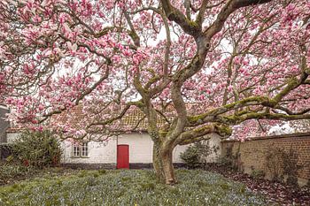 Magnolia in Pastorie Tuin: Lenteidylle in Landelijke Sfeer - Tuinfotografie
