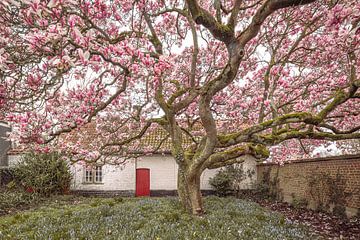 Magnolia in Parsonage Garden: Spring idyll in Rural Ambience - Garden Photography by Glenn Vanderbeke