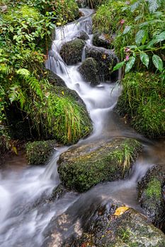 Wild stream in the Black Forest