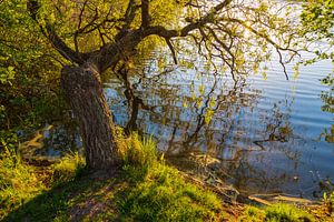 Landscape with tree on a lake sur Rico Ködder