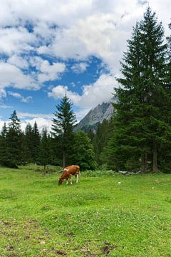 Koe in Zwitserse Alpenweide van Tom Goldschmeding