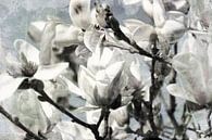 de Magnolia in bloei van Yvonne Blokland thumbnail