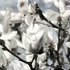 de Magnolia in bloei van Yvonne Blokland