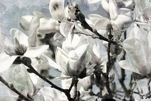 Le Magnolia en fleurs sur Yvonne Blokland