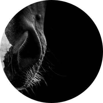 Paard Fine Art paardensnuit in low-key