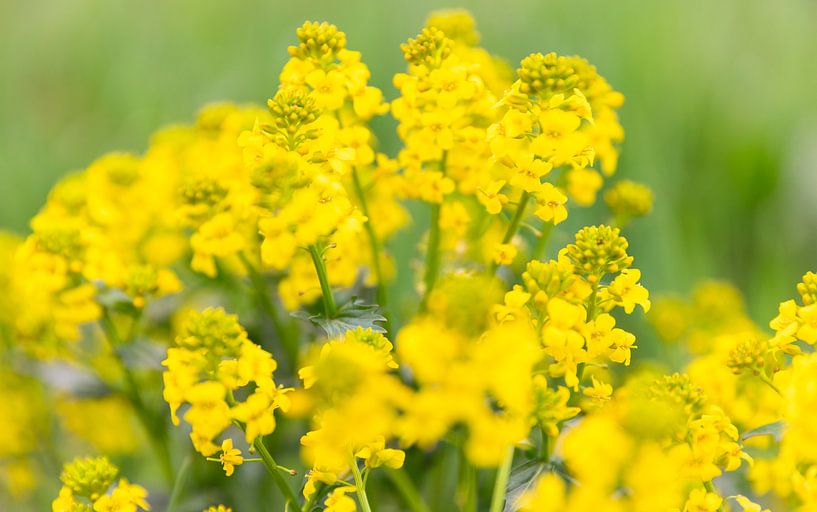 Spring Splendour by Anouk Peeters