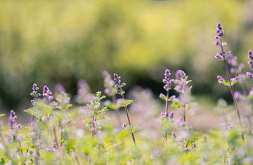 lavendel van Tania Perneel