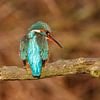 kingfishers by gea strucks