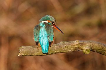 kingfishers