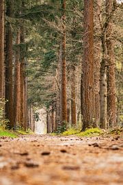 Bospad tussen de bomen bij de piramide van Austerlitz