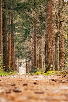 Sentier forestier entre les arbres près de la pyramide d'Austerlitz