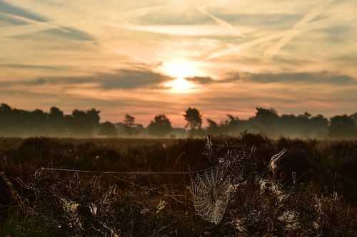 Fog and dew over the moors by the rising sun