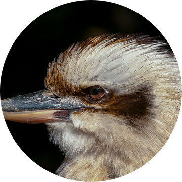 Portret kookaburra. van Michar Peppenster