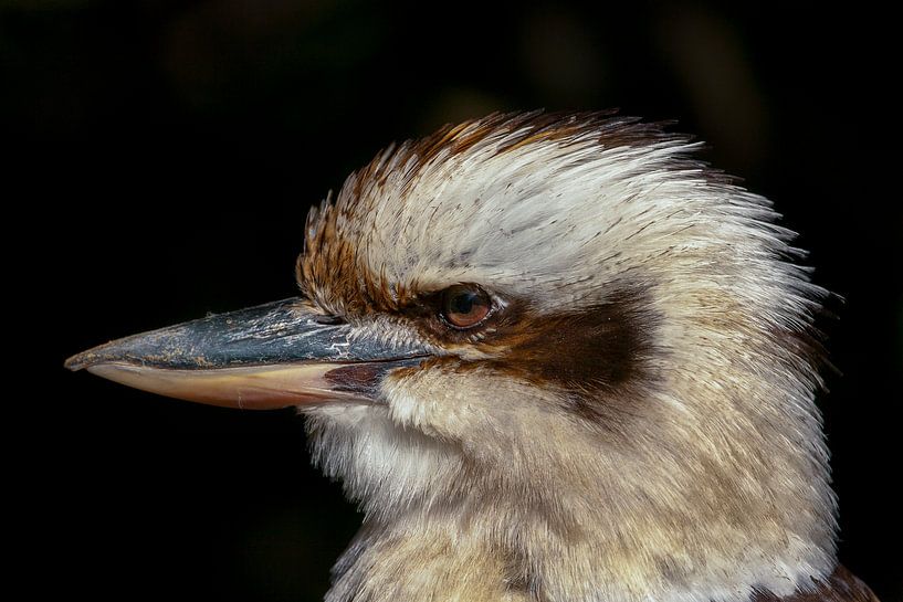Portret kookaburra. von Michar Peppenster