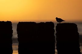 Chat des bois sur le poteau sur Jasper Kok