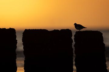 Stonechat on pole by Jasper Kok