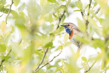 Blauwborst van Danny Slijfer Natuurfotografie