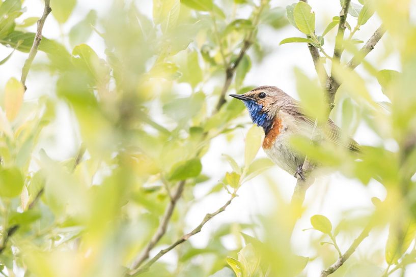Bluethroat by Danny Slijfer Natuurfotografie