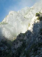 Arbre dans le brouillard