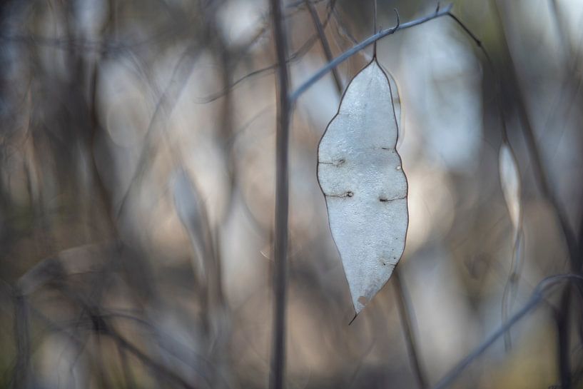 Lunaria rediviva von Christl Deckx