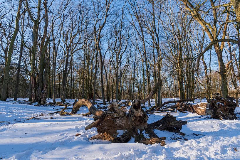 Amsterdamse Waterleidingduinen in de sneeuw van Merijn Loch