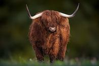 Een Schotse Hooglander met grote hoorns van Sylvia Photography thumbnail