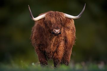 Een Schotse Hooglander met grote hoorns van Sylvia Photography
