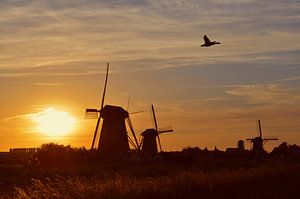 Goudkleurig zonlicht bij molens