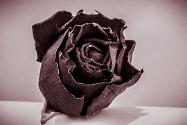 violets are blue by William Haddock