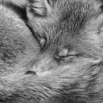 Portrait d'un renard en noir et blanc sur Menno Schaefer