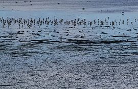 Low tide, the mudflats on Texel by Marian Sintemaartensdijk