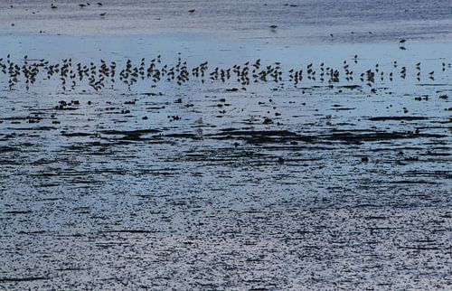 Laag water, het wad op Texel
