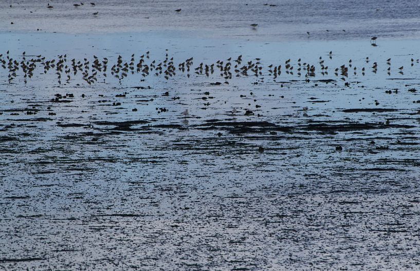 Marée basse, les vasières de Texel par Marian Sintemaartensdijk