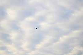 Traumflug der Nilgans