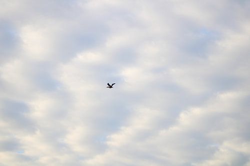 Traumflug der Nilgans von M.D. Jonk-Kwantes