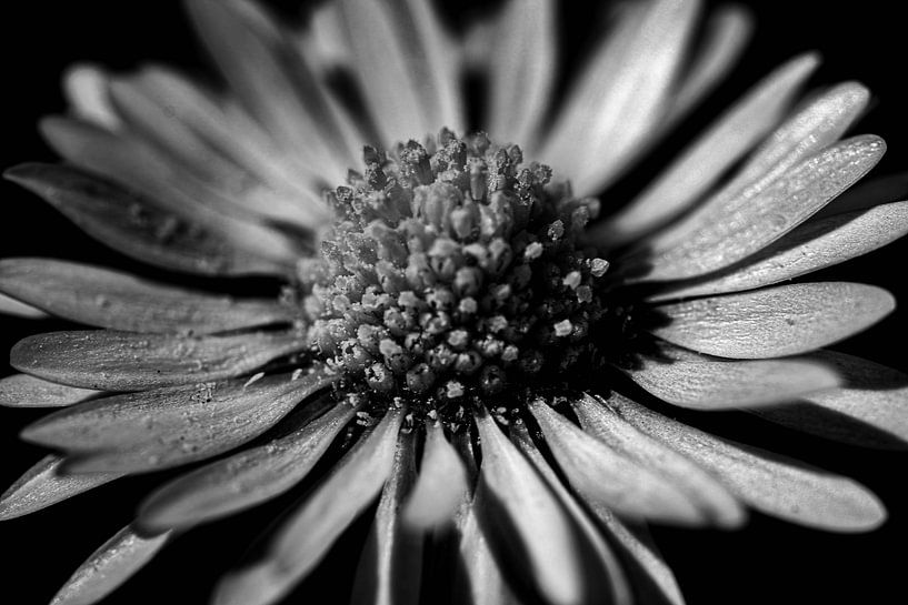 Daisy (noir et blanc) par Lens_en_Dier/Vizier Fotografie