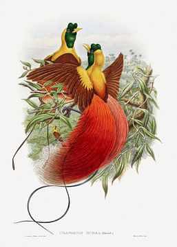 Loddigesia Mirabilis, John Gould en William Matthew Hart