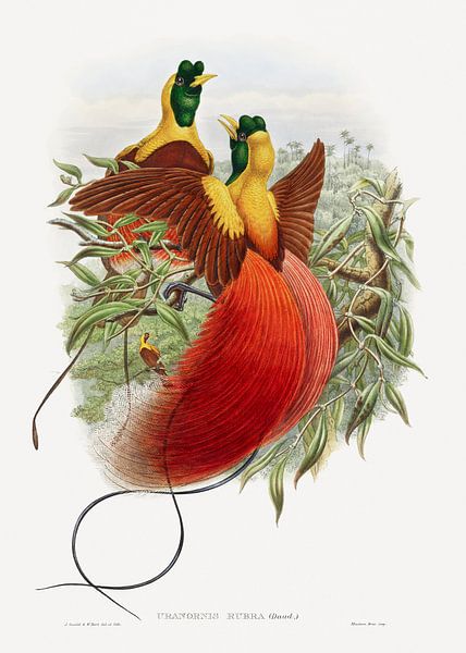 Loddigesia Mirabilis, John Gould en William Matthew Hart van Meesterlijcke Meesters