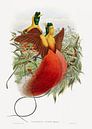 Loddigesia Mirabilis, John Gould en William Matthew Hart van Meesterlijcke Meesters thumbnail